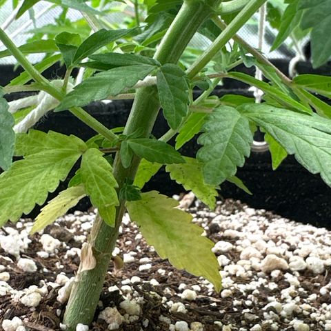 Ak 47 3 growlog timeline photo