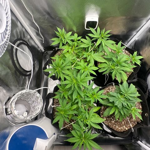 Ak 47 3 growlog timeline photo