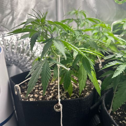 Ak 47 3 growlog timeline photo
