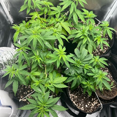 Ak 47 3 growlog timeline photo