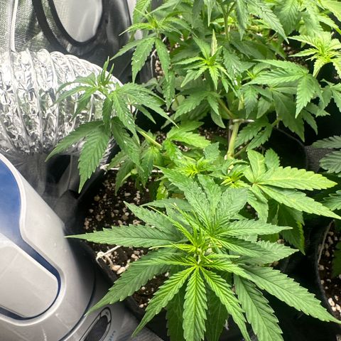 Ak 47 3 growlog timeline photo