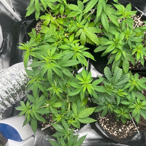 Ak 47 3 growlog timeline photo