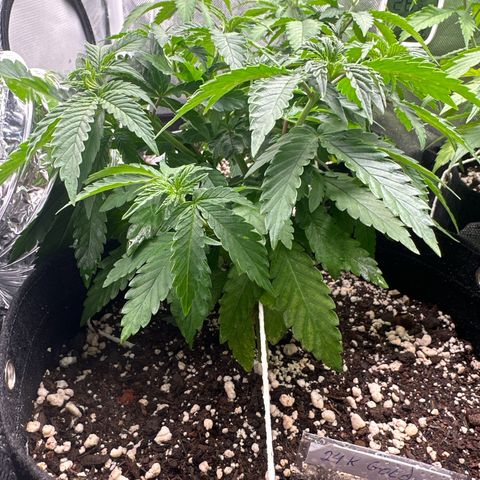 24k gold growlog timeline photo