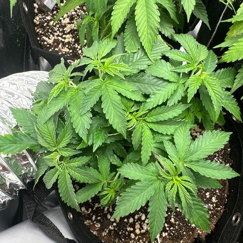24k gold growlog timeline photo