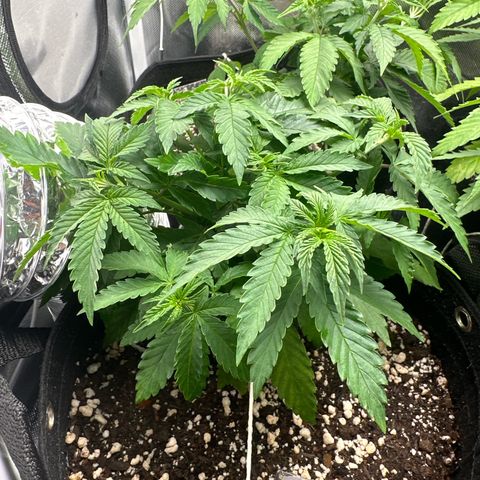 24k gold growlog timeline photo
