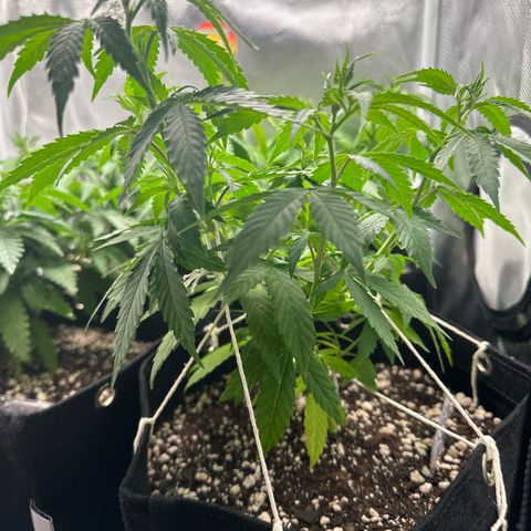 Ak 47 3 growlog timeline photo