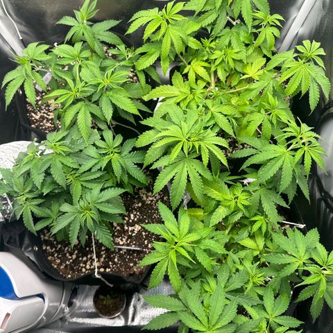 Ak 47 3 growlog timeline photo