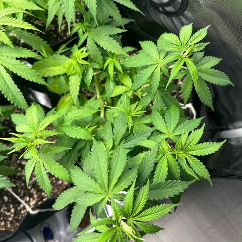 Ak 47 3 growlog timeline photo