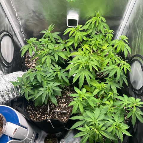 Ak 47 3 growlog timeline photo