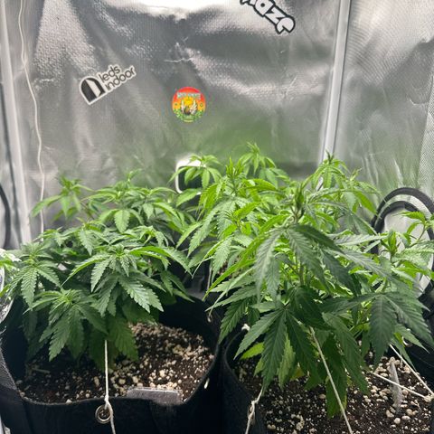 Ak 47 3 growlog timeline photo