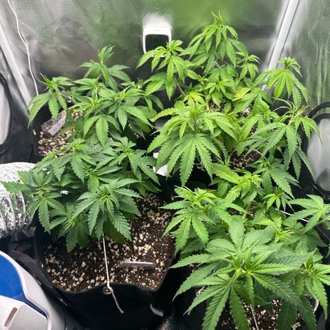 Ak 47 3 growlog timeline photo