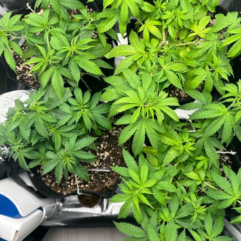 Ak 47 3 growlog timeline photo