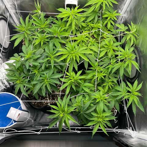 Ak 47 3 growlog timeline photo