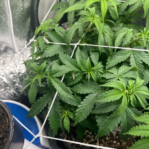 24k gold growlog timeline photo