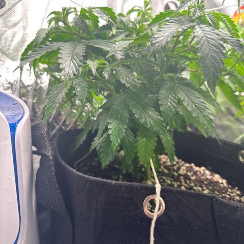24k gold growlog timeline photo