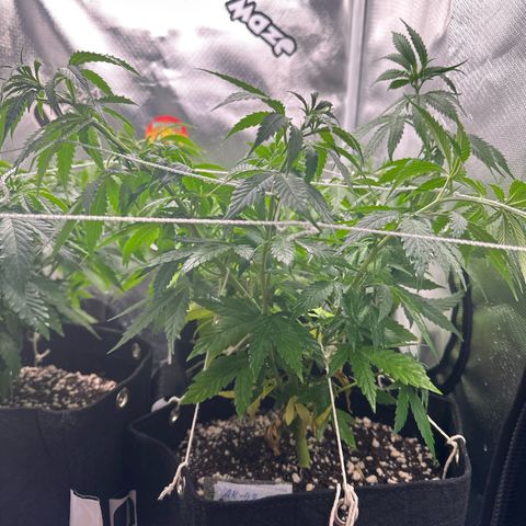 Ak 47 3 growlog timeline photo