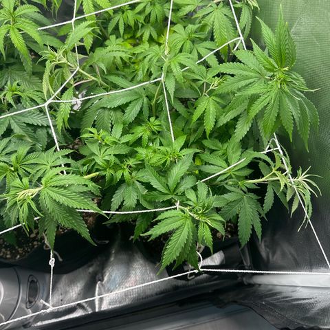 Ak 47 3 growlog timeline photo