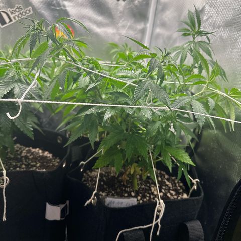 Ak 47 3 growlog timeline photo
