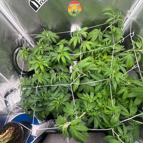 Ak 47 3 growlog timeline photo