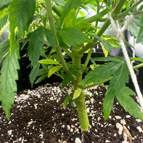 Ak 47 3 growlog timeline photo