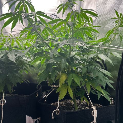 Ak 47 3 growlog timeline photo