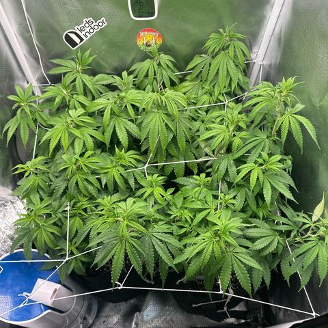 Ak 47 3 growlog timeline photo