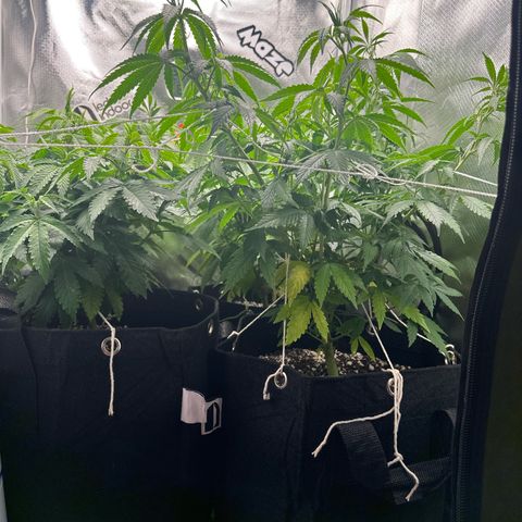 Ak 47 3 growlog timeline photo