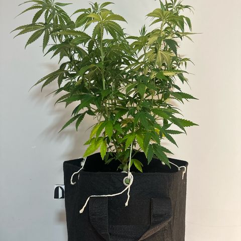 Ak 47 3 growlog timeline photo
