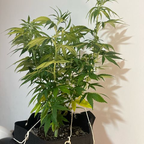 Ak 47 3 growlog timeline photo
