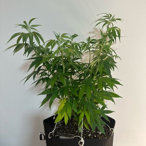 Ak 47 3 growlog timeline photo