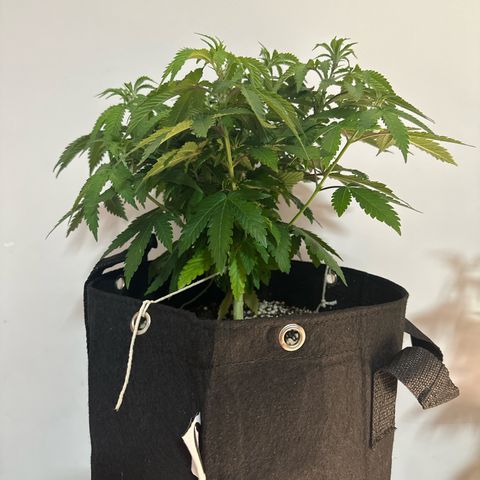 24k gold growlog timeline photo