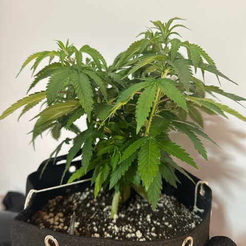 24k gold growlog timeline photo