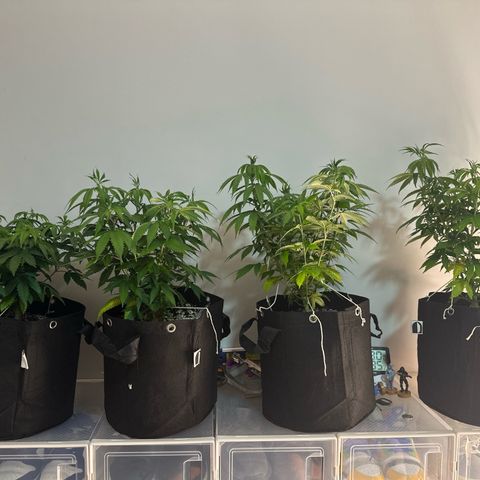 Ak 47 3 growlog timeline photo