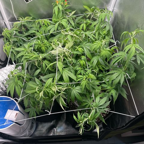 Ak 47 3 growlog timeline photo