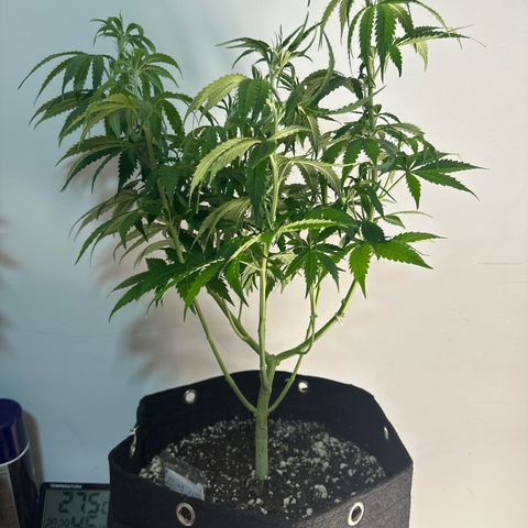 Ak 47 3 growlog timeline photo