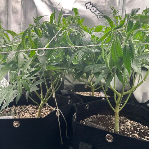 Ak 47 3 growlog timeline photo
