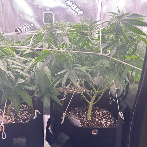 Ak 47 3 growlog timeline photo