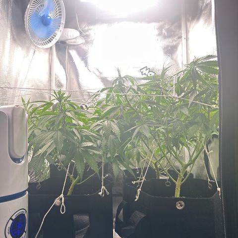 Ak 47 3 growlog timeline photo