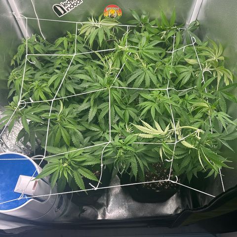 Ak 47 3 growlog timeline photo