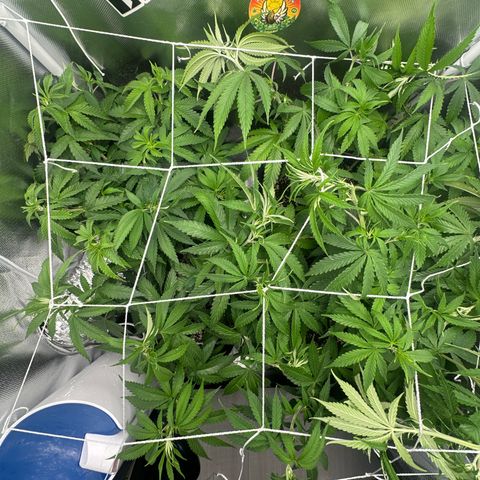 Ak 47 3 growlog timeline photo