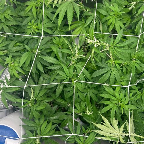 Ak 47 3 growlog timeline photo