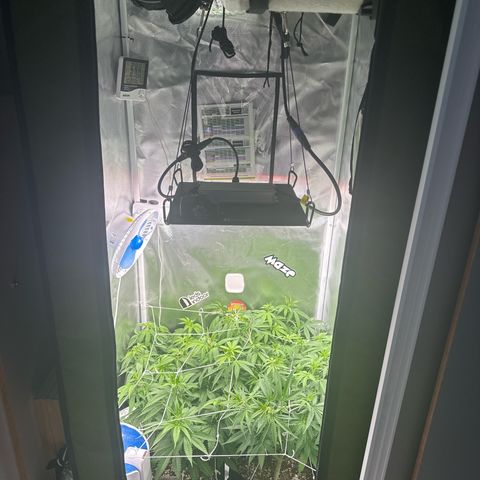 Ak 47 3 growlog photo: Floração luz 12/12h