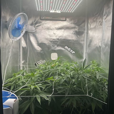 Ak 47 3 growlog photo: Floração luz 12/12h