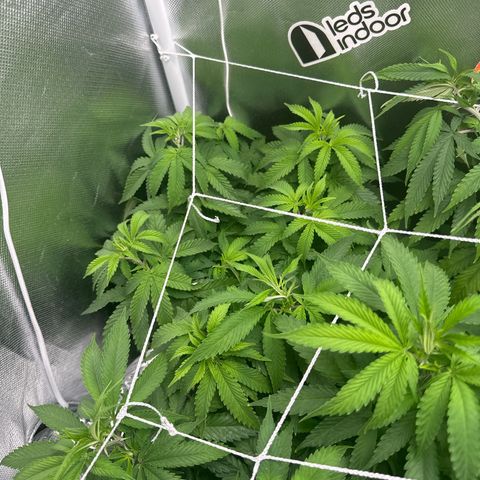 24k gold growlog timeline photo