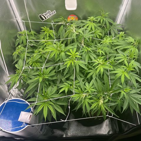 Ak 47 3 growlog photo: Floração luz 12/12h