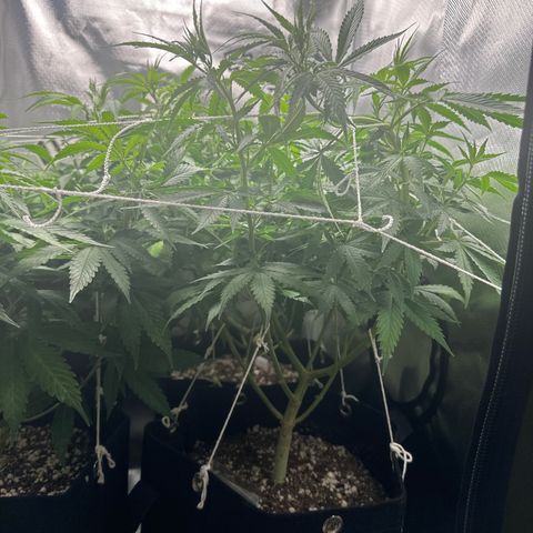 Ak 47 3 growlog photo: Floração luz 12/12h