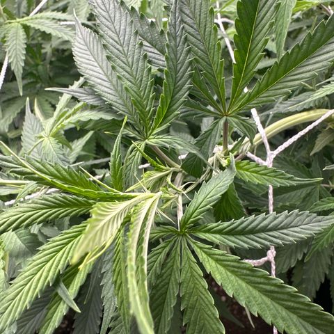 Ak 47 3 growlog photo: Floração luz 12/12h