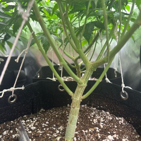Ak 47 3 growlog photo: Floração luz 12/12h