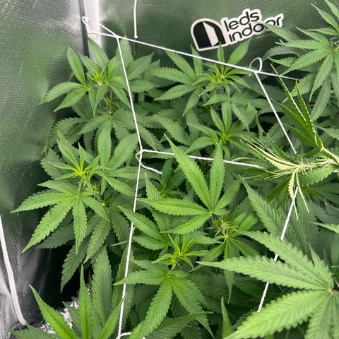 24k gold growlog timeline photo