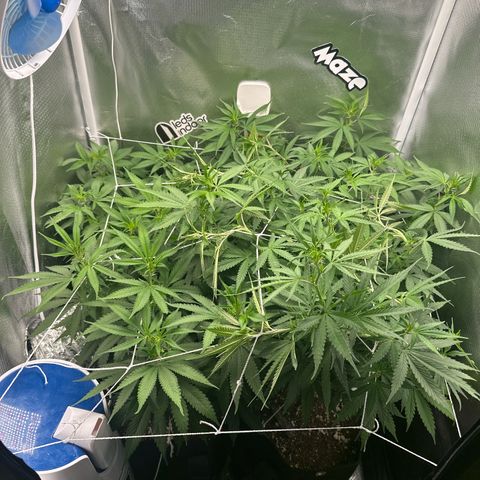 Ak 47 3 growlog timeline photo